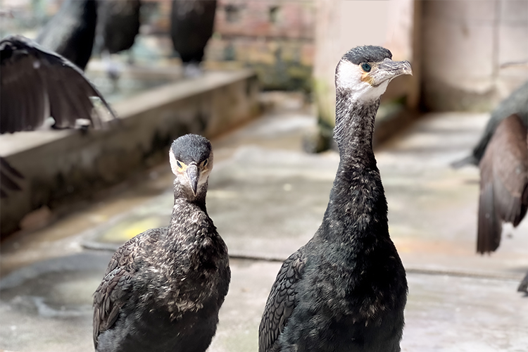 Digging deeper with a backstage tour. Behind the scenes of Nagara River cormorant fishing