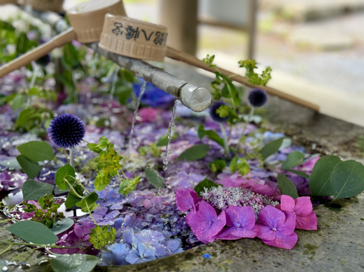 Hydrangeas are used in the flower water basin that has been in operation since July. The cool coloring is popular.