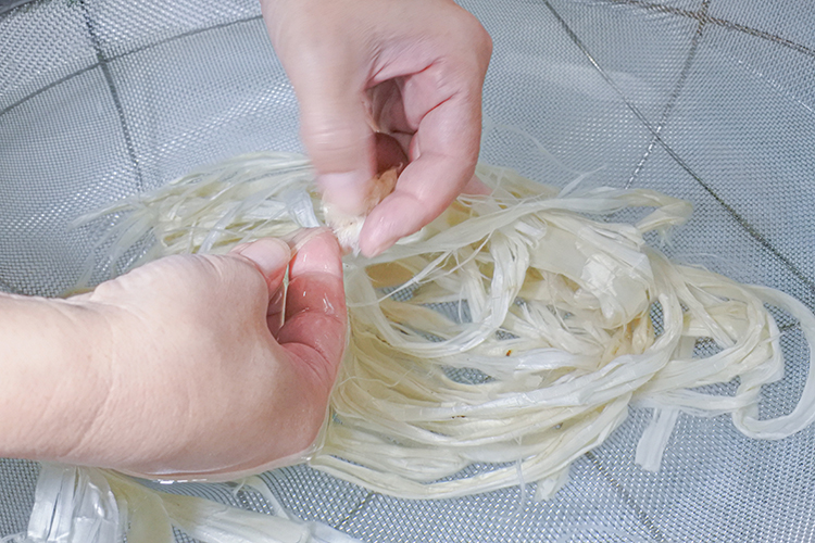 To produce uniform, white washi paper, dust from the mulberry paper is carefully removed by hand.