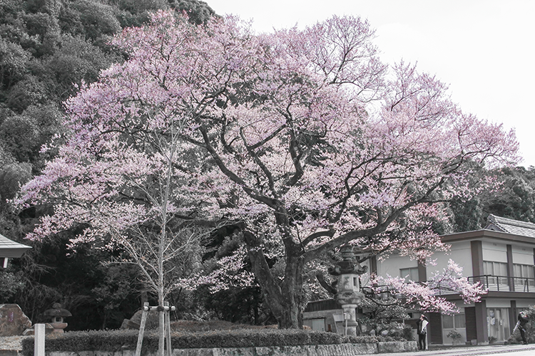 The Ukai Sakura tree that blooms in the grounds of Gokoku Shrine is said to predict the outcome of cormorant fishing.