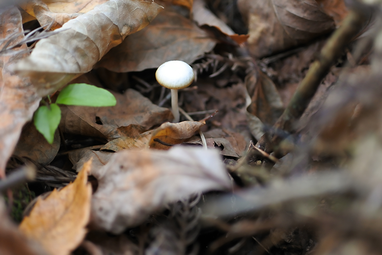 Wild mushrooms emerge from under fallen leaves