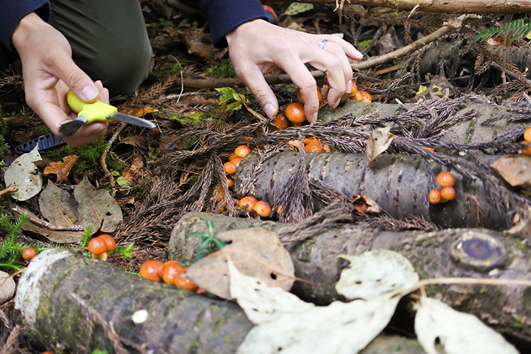 Mizukami-san carefully explains how to harvest wild mushrooms with a knife