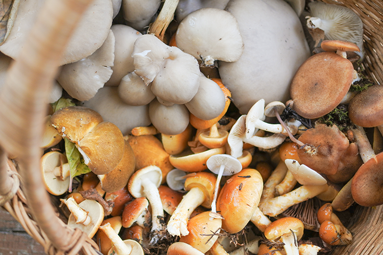 A half-day of mushroom picking fills the basket