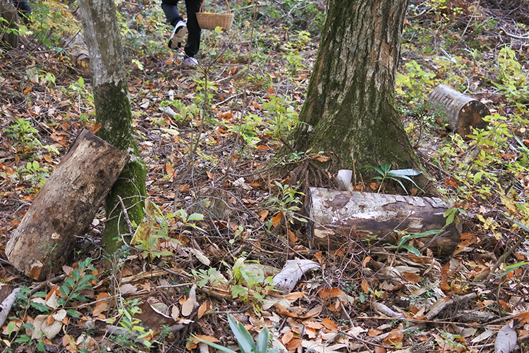 Fallen trees artificially injected with fungi by Mizukami