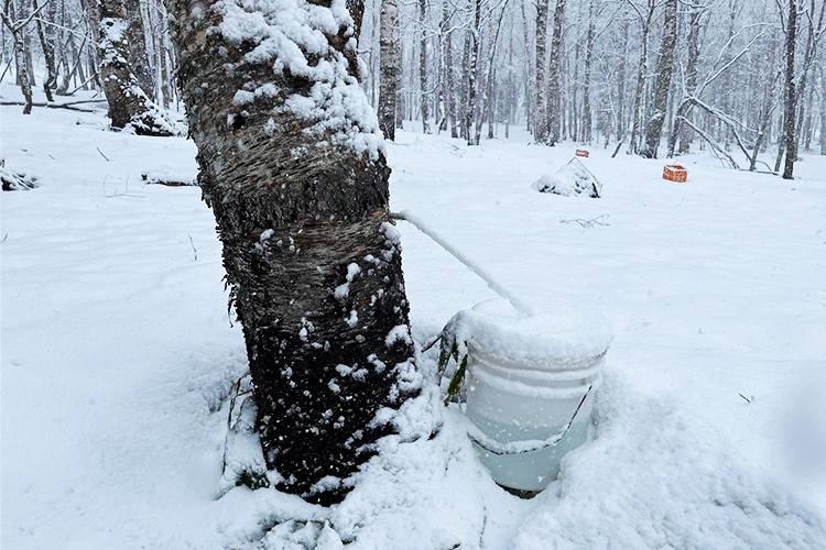 Collecting birch sap