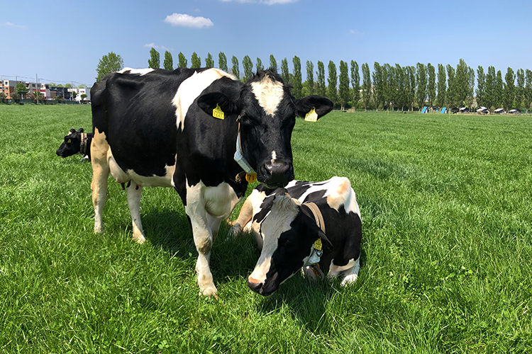Cows raised at Hokkaido University Farm. Their relaxed behavior is impressive.