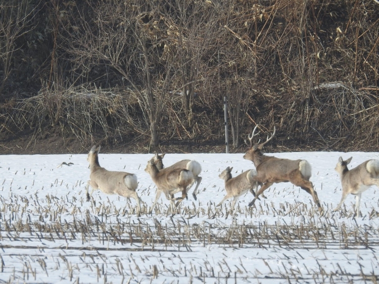Ezo deer living in the Hokkaido wilderness