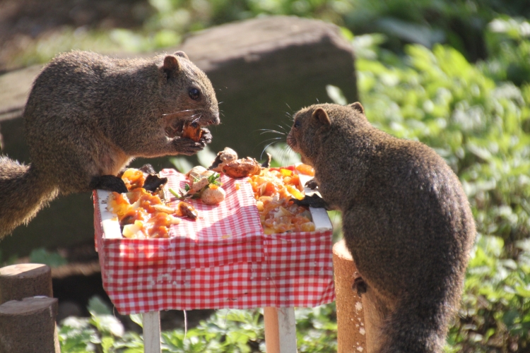 "Discovery!! Squirrel's Secret Dinner Party"