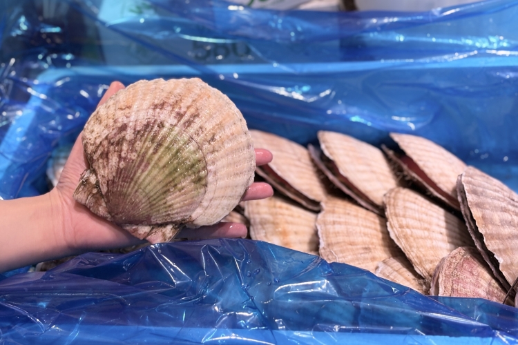 Large scallops, about the size of your palm