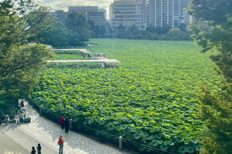 Shinobazu Pond can be seen in its entirety from the third floor. It displays a different landscape with each season (the photo shows the pond in summer).