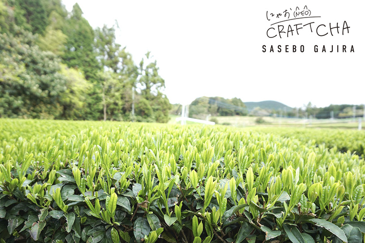 Relive your travel memories with the new craft tea "Sasebo Gajira"